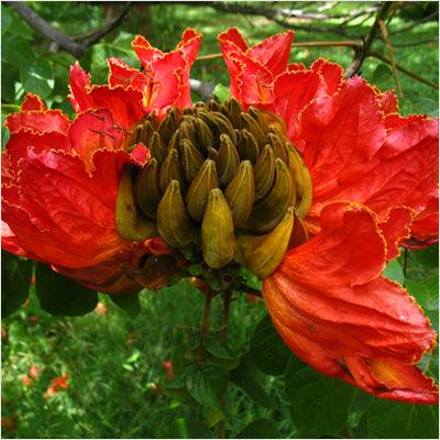 Spathodea campanulata, African tulip tree, Fountain tree, Nandi flame Tree, Rugtoora, African