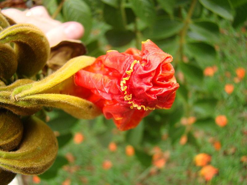 Spathodea campanulata, African tulip tree, Fountain tree, Nandi flame Tree, Rugtoora, African