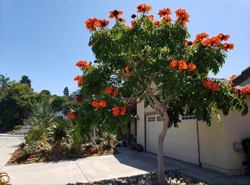 Spathodea campanulata, African tulip tree, Fountain tree, Nandi flame Tree, Rugtoora, African