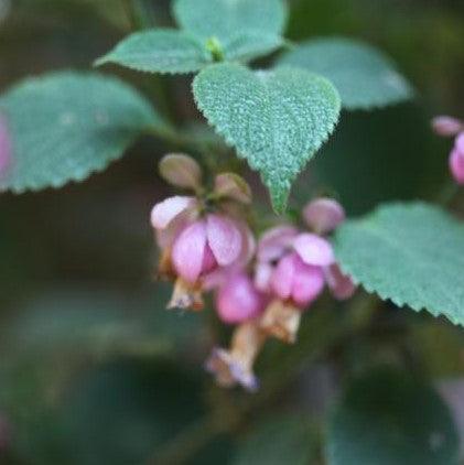 Buy Beautiful Strobilanthes glomeratus Plants for Your Garden
