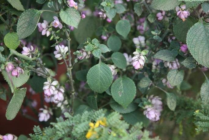 Buy Beautiful Strobilanthes glomeratus Plants for Your Garden