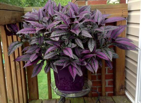Strobilanthes dyeriana