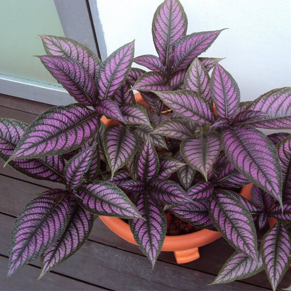 Strobilanthes dyeriana - Ornamental Plants