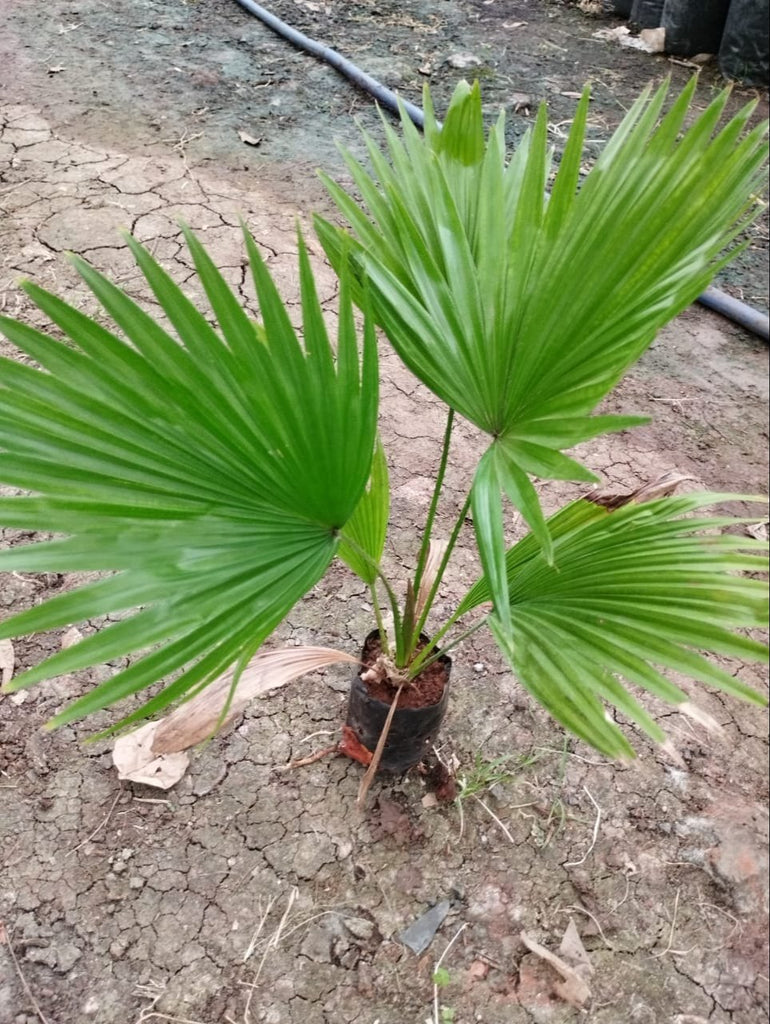 table palm plant wikipedia Table Palm