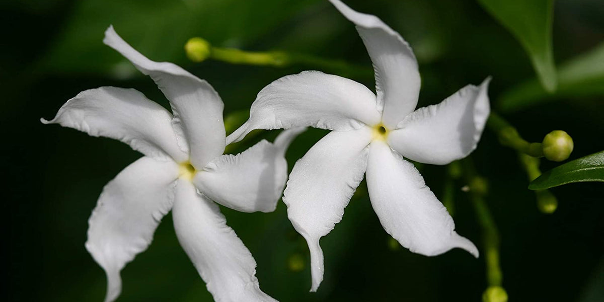 Tagar wheel star - Flowering Shrubs — Saharanpur Nursery