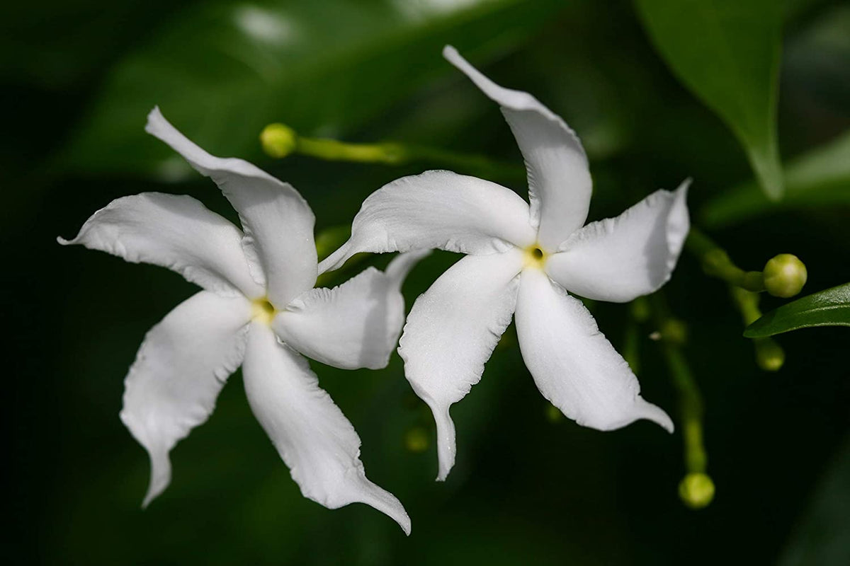Tagar wheel star - Flowering Shrubs — Saharanpur Nursery