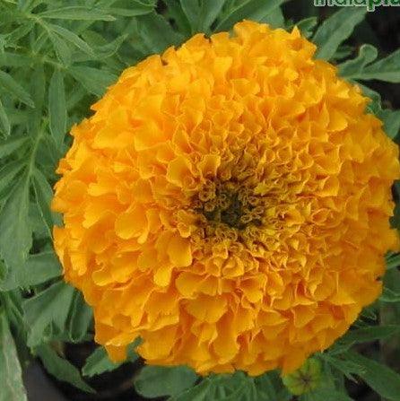 Tagetes erecta orange,Marigold African Orange
