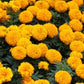 Tagetes erecta orange,Marigold African Orange