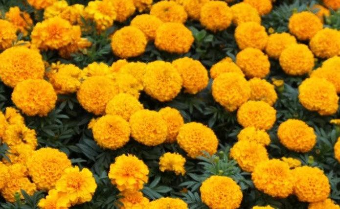 Tagetes erecta orange,Marigold African Orange