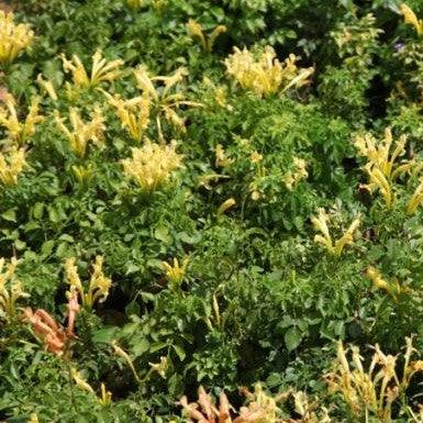 Brighten Your Garden with the Golden Glow of Tecoma capensis aurea and Tecoma Radicans Yellow