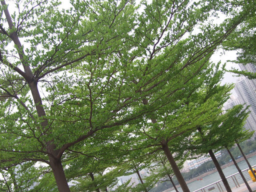 Terminalia Mantaly Green - Avenue Trees