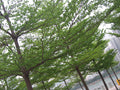 Terminalia Mantaly Green - Avenue Trees