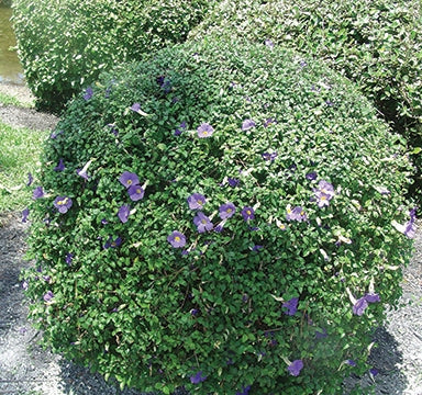 Thunbergia erecta Blue - Ornamental Flowering Plants