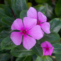 Buy Beautiful Vinca Flowers - Catharanthus Roseus Plant for Sale