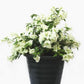 Bougainvillea White, White bougainvillea Spectabilis, Ornamental Plant, Landscaping Plant, Shrubs Plant, Saharanpur Nursery, wholesale Plant Supplier, Wholesale Plant Nursery, Bougainvillea At Wholesale  