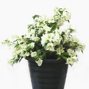 Bougainvillea White, White bougainvillea Spectabilis, Ornamental Plant, Landscaping Plant, Shrubs Plant, Saharanpur Nursery, wholesale Plant Supplier, Wholesale Plant Nursery, Bougainvillea At Wholesale  