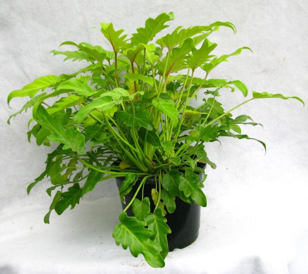 Philodendron xanadu Gold