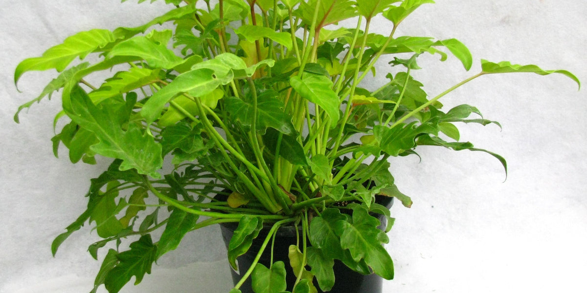 philodendron xanadu bunnings Philodendron xanadu Gold