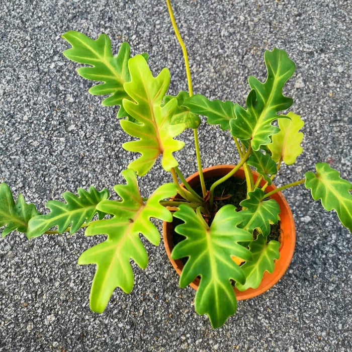 philodendron xanadu yellow Philodendron xanadu Gold