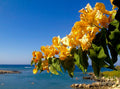 Bougainvillea light orange - Flowering shrubs