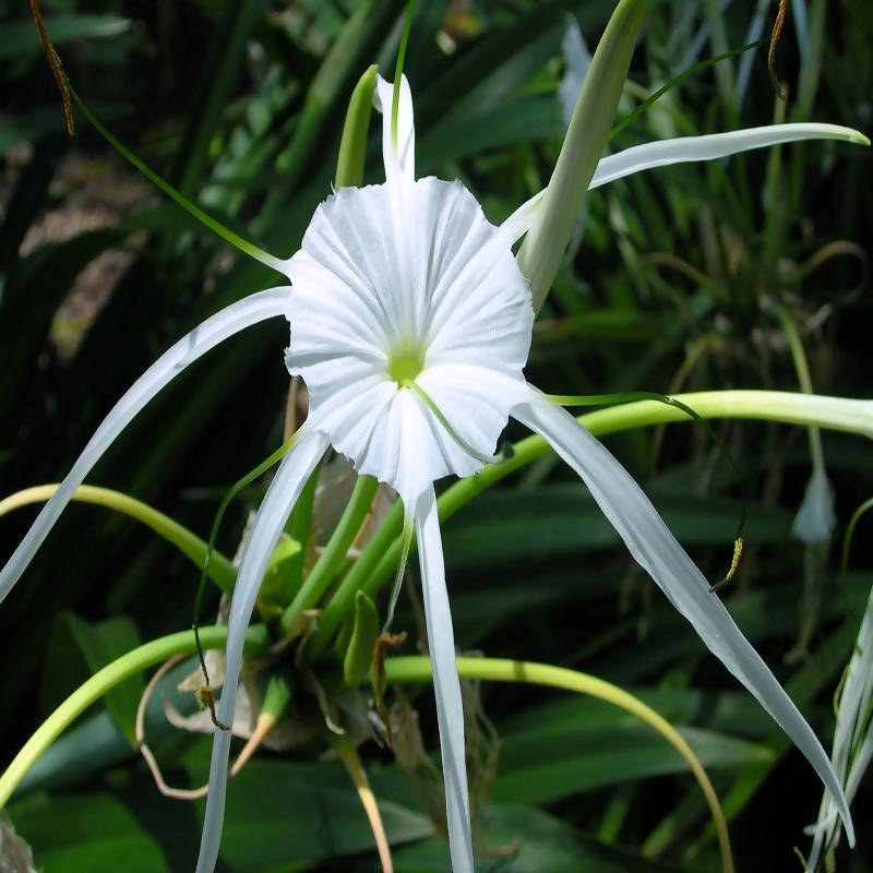 beach spider lily plant Spider Lily/Beach Spider Lily